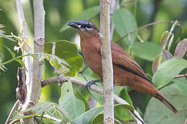 Grey-headed Cuckooshrike