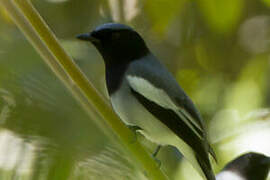 McGregor's Cuckooshrike