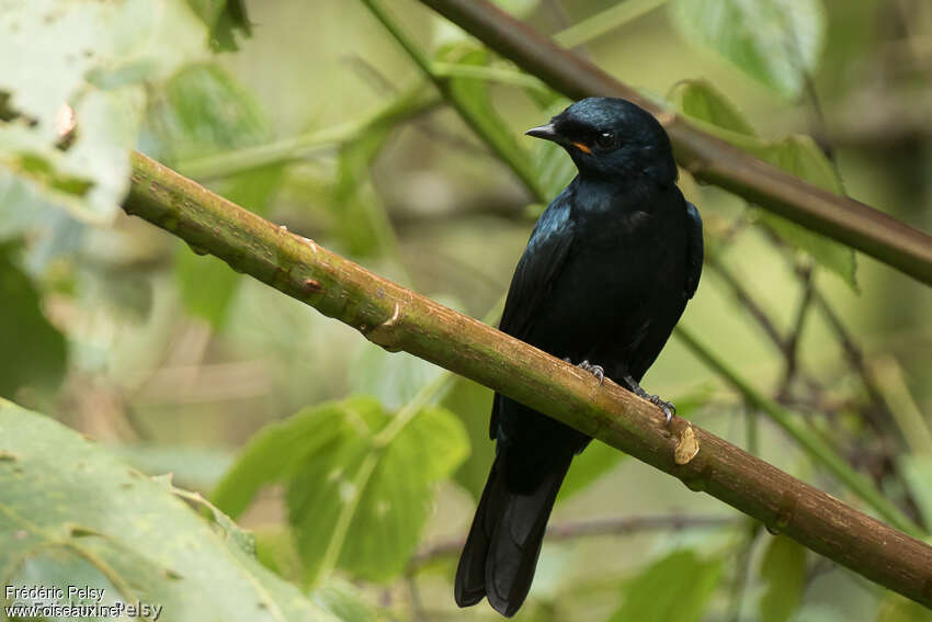 Petit's Cuckooshrike male adult, identification