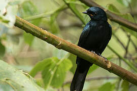 Petit's Cuckooshrike