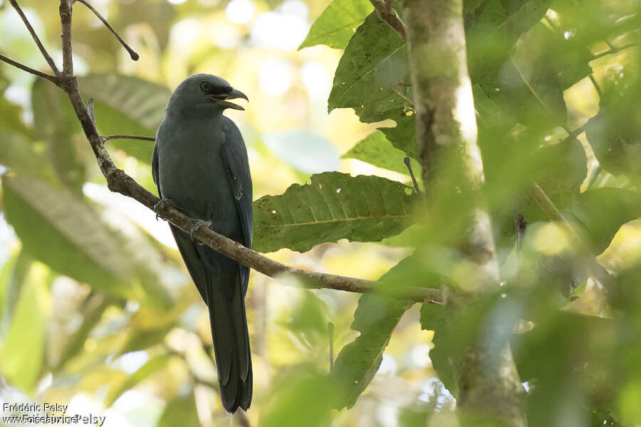 Cerulean Cuckooshrikeadult