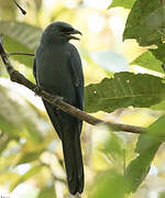 Cerulean Cuckooshrike