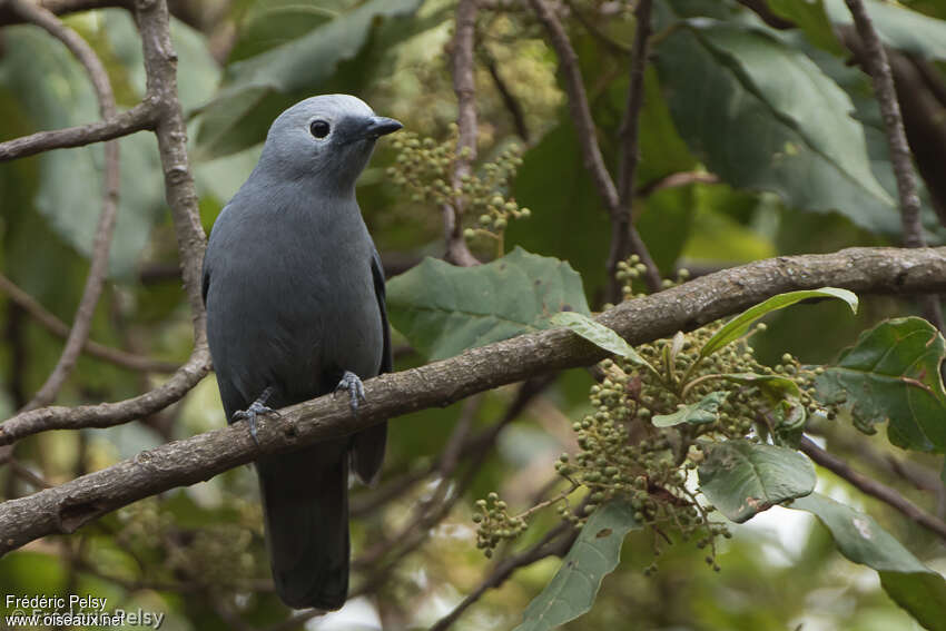 Grey Cuckooshrikeadult