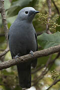 Grey Cuckooshrike