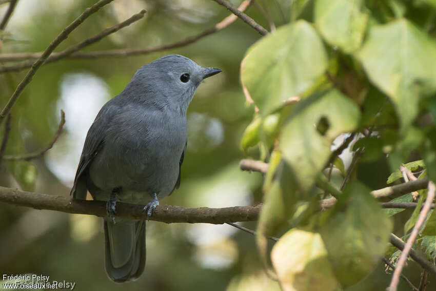Grey Cuckooshrikeadult