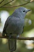 Grey Cuckooshrike