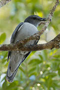 Madagascan Cuckooshrike