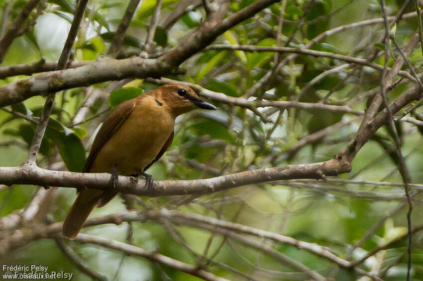 Black Cicadabird female adult