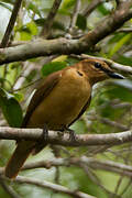 Black Cicadabird