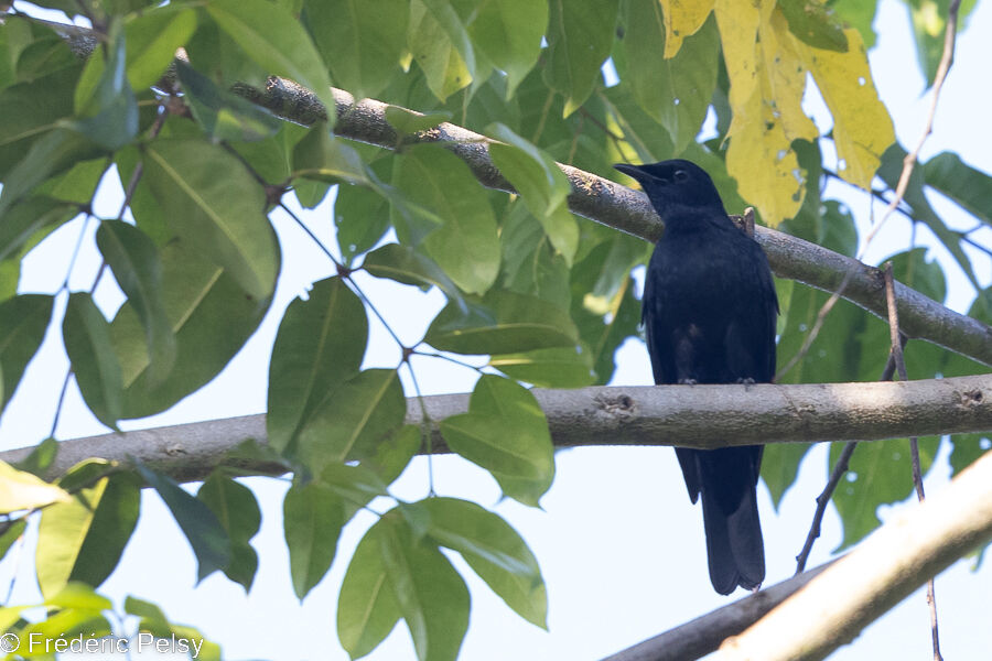 Black Cicadabird male