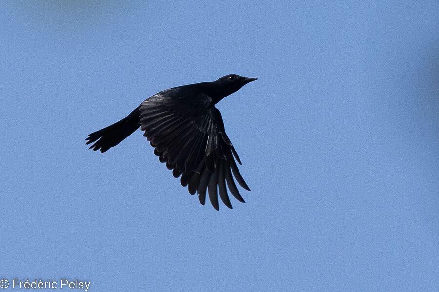 Black Cicadabird male, Flight