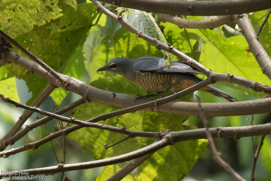 Sulawesi Cicadabird female