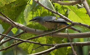 Sulawesi Cicadabird