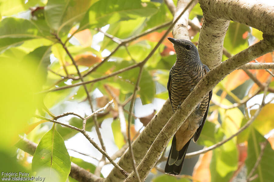 Sulawesi Cicadabird female