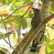 Sulawesi Cicadabird