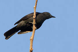 Blackish Cuckooshrike