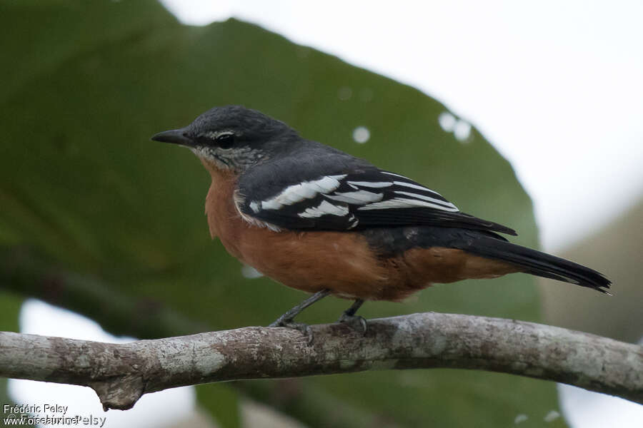 Rufous-bellied Triller female adult, identification