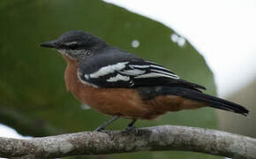 Rufous-bellied Triller