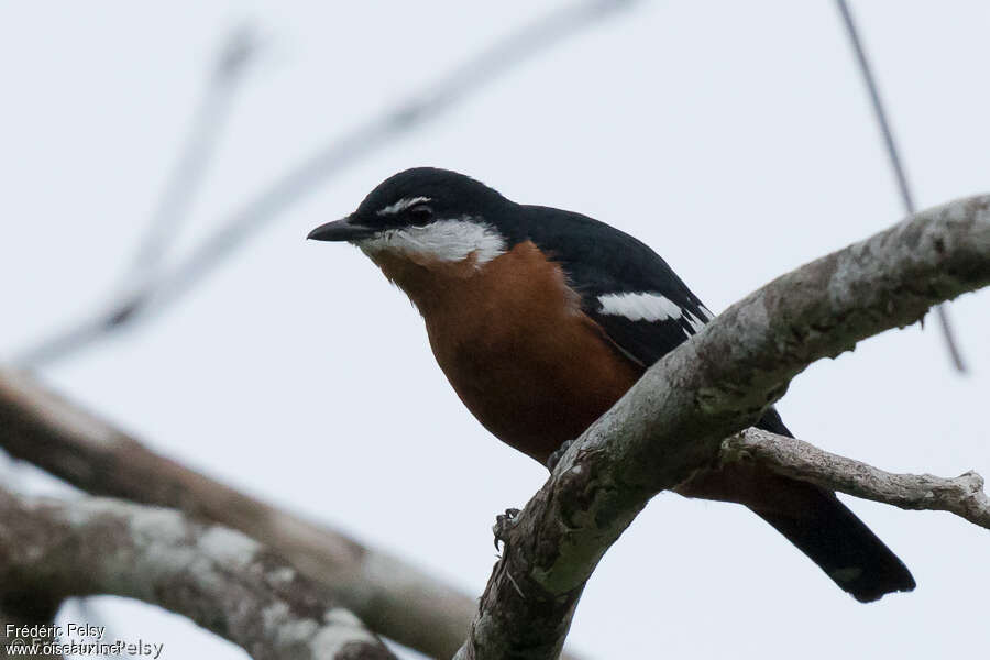 Échenilleur orangé mâle adulte, identification