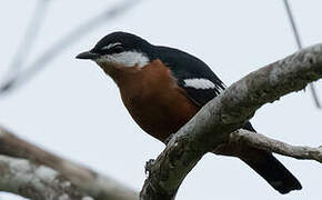 Rufous-bellied Triller