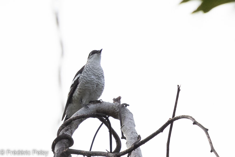 Black-browed Triller