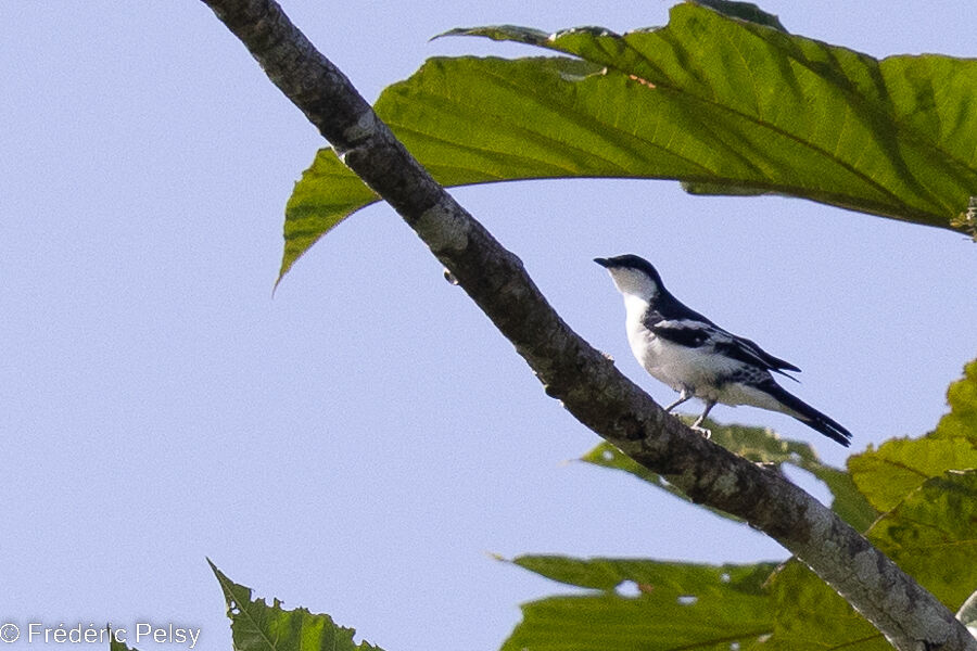 Black-browed Triller