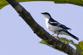 Black-browed Triller