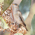 Échenilleur tricolore