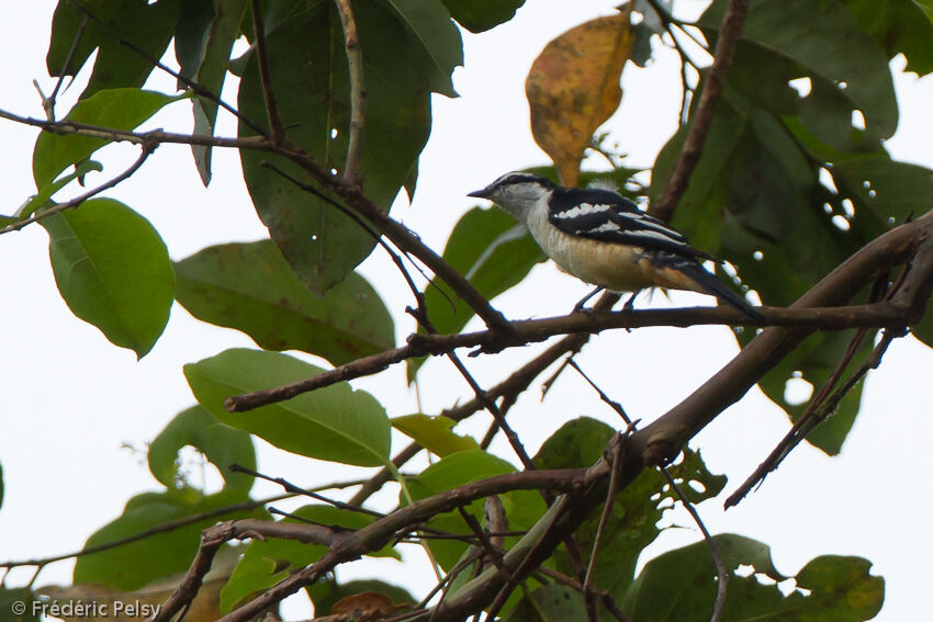 Varied Triller male adult