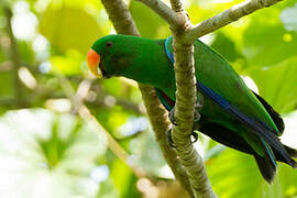 Papuan Eclectus