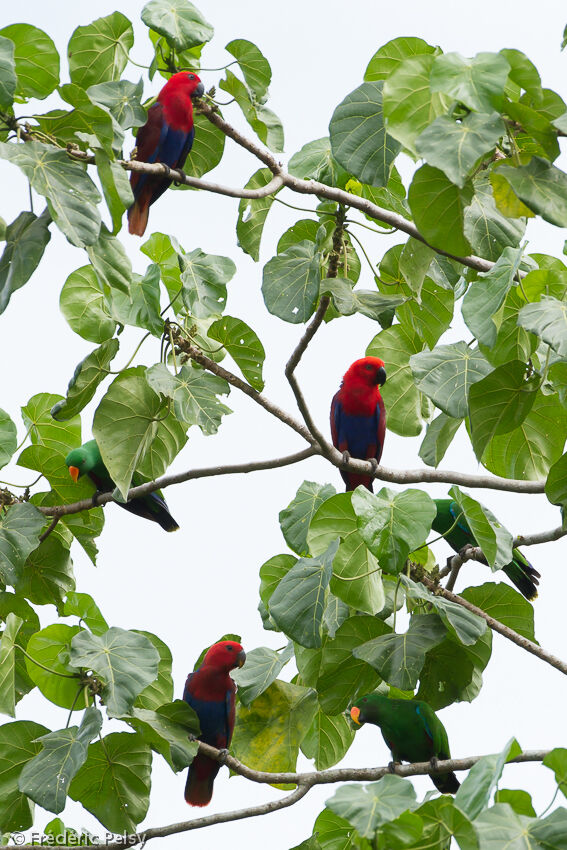 Papuan Eclectus female adult, habitat, pigmentation