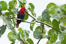 Papuan Eclectus