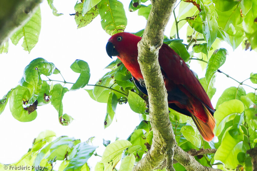 Papuan Eclectus female adult