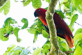 Papuan Eclectus