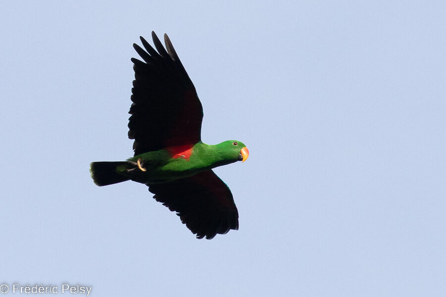 Papuan Eclectus male, Flight