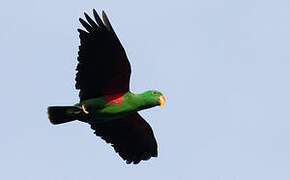 Papuan Eclectus