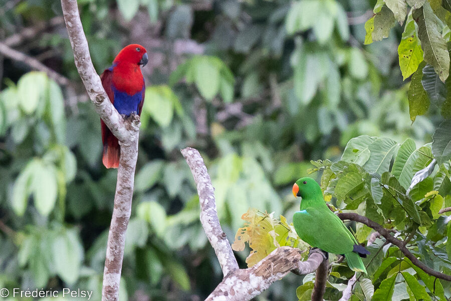 Papuan Eclectusadult