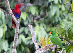 Papuan Eclectus