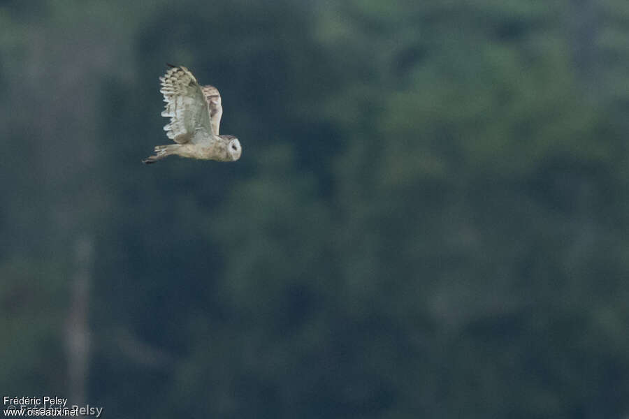 Eastern Grass Owl, Flight