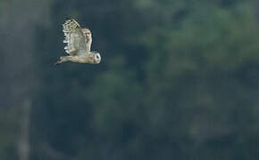 Eastern Grass Owl