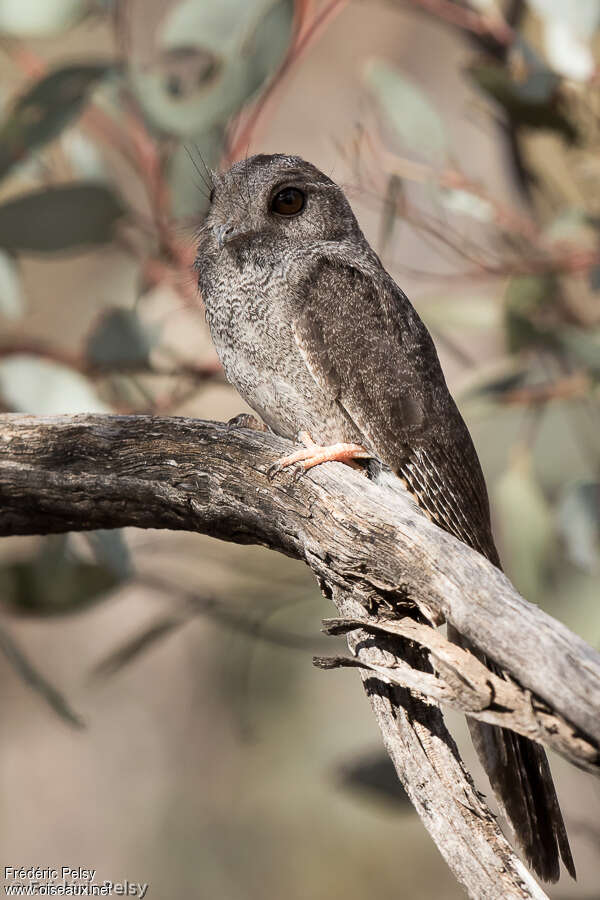 Australian Owlet-nightjar