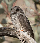 Australian Owlet-nightjar