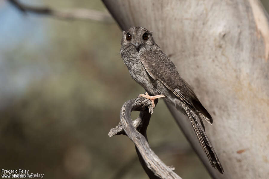 Égothèle d'Australieadulte, identification