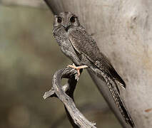 Australian Owlet-nightjar