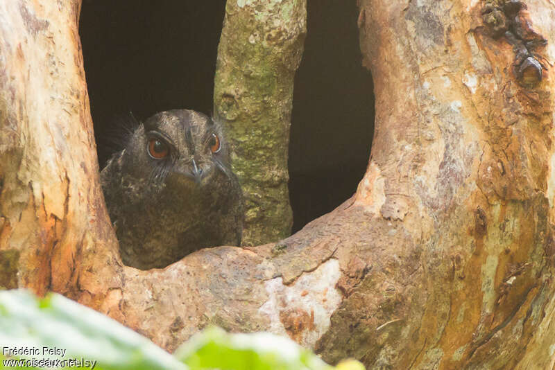 Barred Owlet-nightjaradult