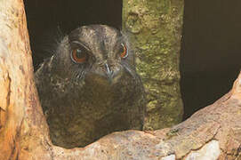 Barred Owlet-nightjar