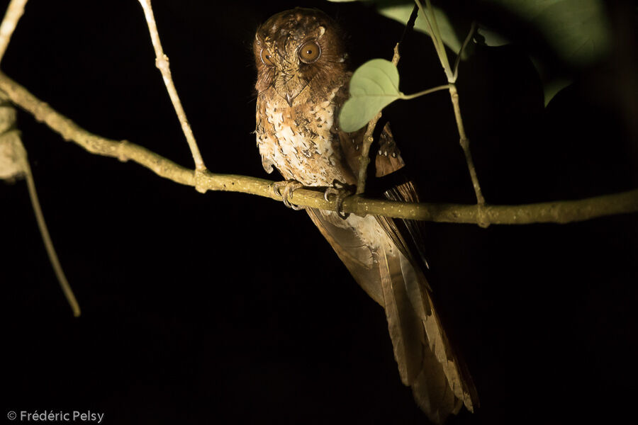 Moluccan Owlet-nightjar