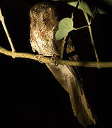 Moluccan Owlet-nightjar