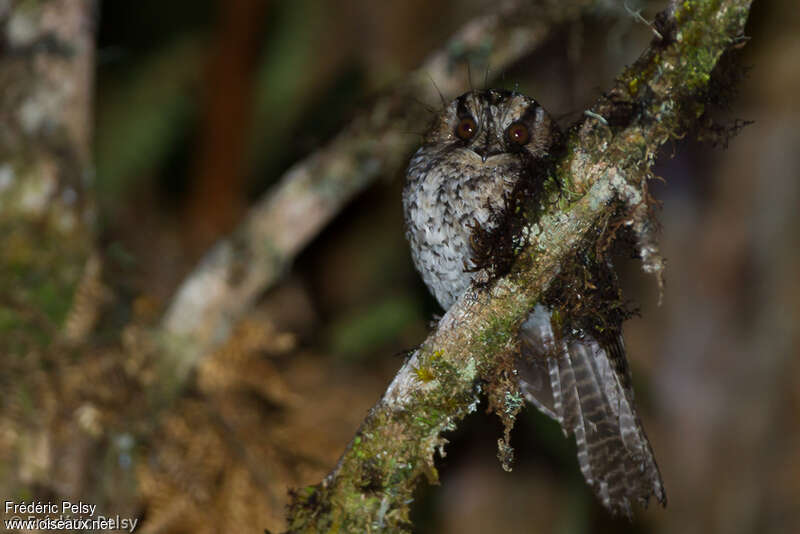 Mountain Owlet-nightjaradult, identification