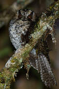 Mountain Owlet-nightjar